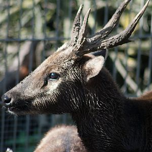 Visayan spotted deer (Rusa alfredi)