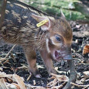 Red river hog (Potamochoerus porcus)