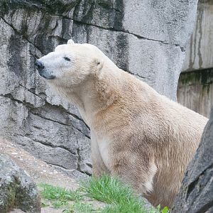 Kap, the male polar bear