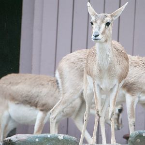 Persian gazelle (Gazella subgutterosa)