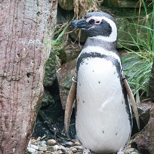 Magellanic penguin (Spheniscus magellanicus)