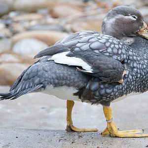 Flying steamer duck (Tachyeres patachonicus)
