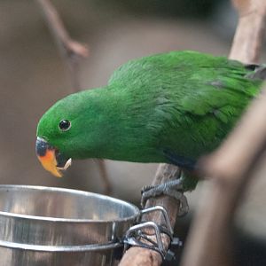 Ceram eclectus parrot (Eclectus roratus roratus)