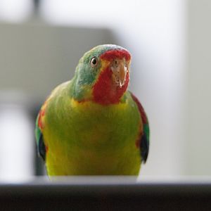 Swift parrot (Lathamus discolor)