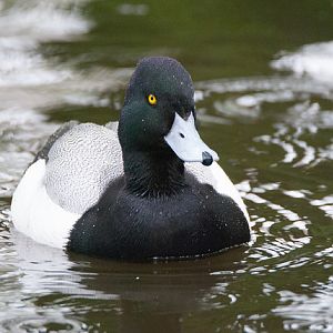 American scaup (Aythya marila)
