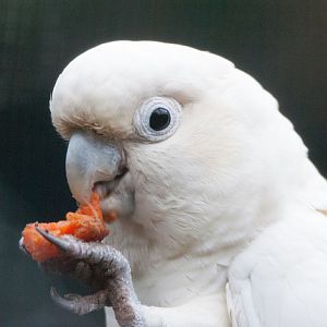 Philippine cockatoo (Cacatua haematuropygia)