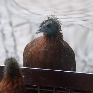 Great argus (Argusianus argus)