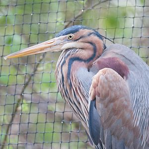 Purple heron (Ardea purpurea)