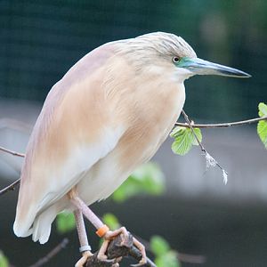 Squacco heron (Ardeola ralloides)