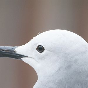 Peruvian grey gull (Larus modestus)