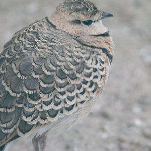 Two-banded courser (Rhinoptilus africanus gracilis)