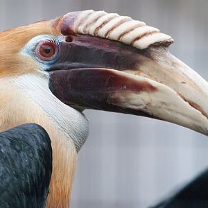 Blyth´s hornbill (Rhyticeros plicatus)