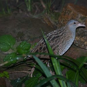 Corncrake (Crex crex)
