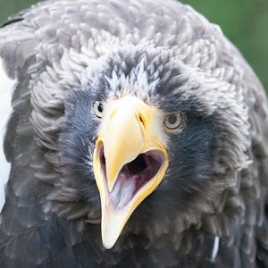 Steller´s sea eagle (Haliaeetus pelagicus)
