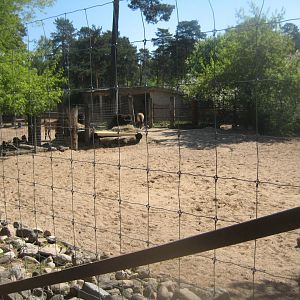 Riga Zoo - Wild horse/yak exhibit