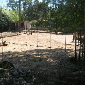 Riga Zoo - Wild horse/yak exhibit