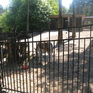 Riga Zoo - Kiang exhibit