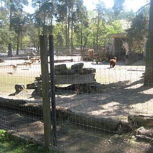 Riga Zoo - Vicuna/alpaka exhibit #1