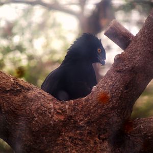 Black Hawk-eagle (Spizaetus tyrannus)