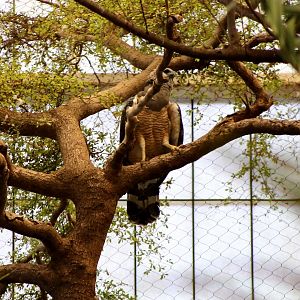 Guiana Crested Eagle (Morphnus guianensis)