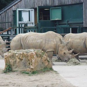 Rhinos