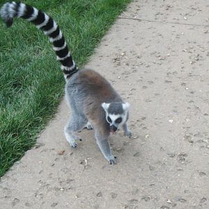One of the Lemurs