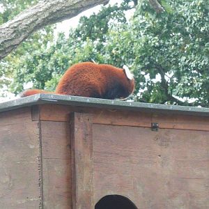 Nice view of one of the Red Pandas