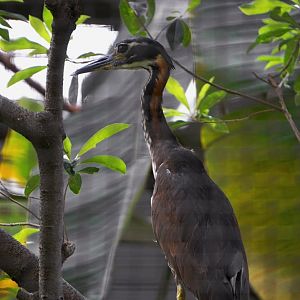 White-eared night heron