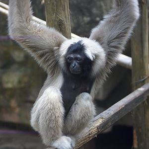 Pileated gibbon