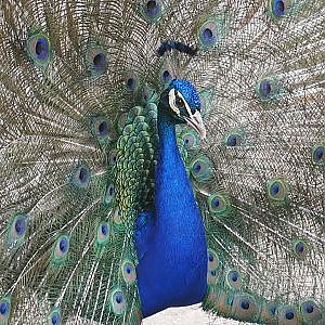 Paul & Lynsey's Zoo Tour #67 Lincolnshire Wildlife Park - YouTube