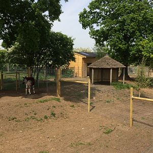 Okapi enclosure