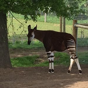 Okapi