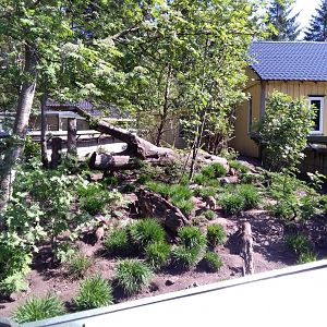 Banded mongoose exhibit