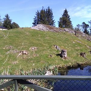 Barbary sheep exhibit