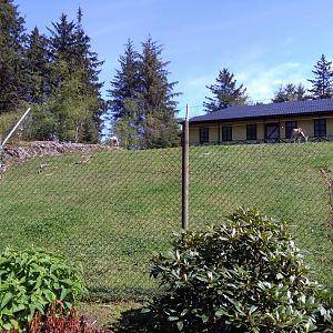 Scimitar-horned oryx exhibit