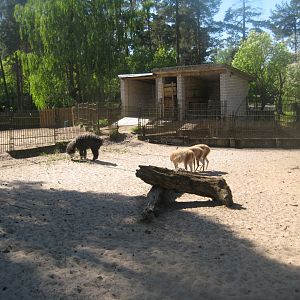 Riga Zoo - Vicuna/alpaca exhibit #2