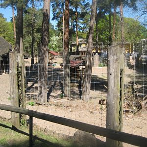 Riga Zoo - White-lipped deer exhibit