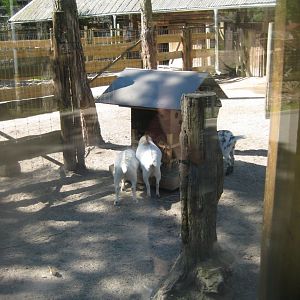 Riga Zoo - Goat exhibit