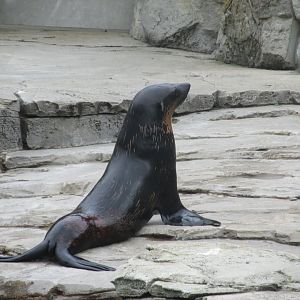 cape fur seal