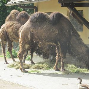 bactrian camels