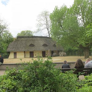 grevy zebra enclousure