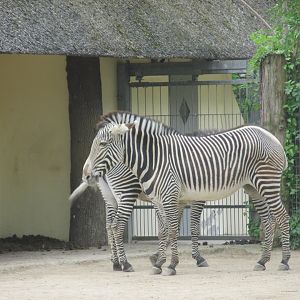 grevy´s zebra