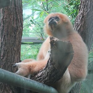 white cheeked gibbon