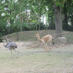 vicuña and common rhea