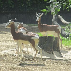 mhorr gazelle