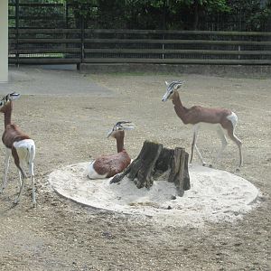 mhorr gazelles