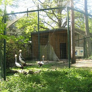 Riga Zoo - Crowned-crane aviary