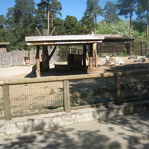 Riga Zoo - Cattle exhibit