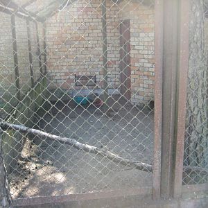 Riga Zoo - Ruddy shelduck aviary #1