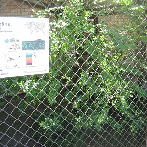 Riga Zoo - Pheasant aviary #2